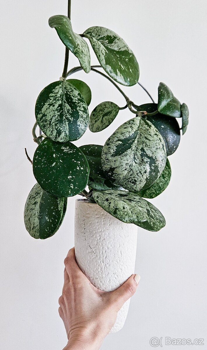Hoya Obovata silver splash raritka - 2