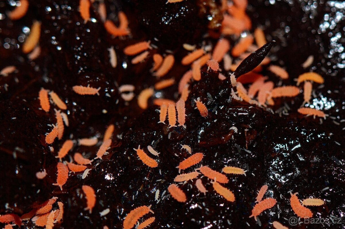 Prodám springtails Orange - 2