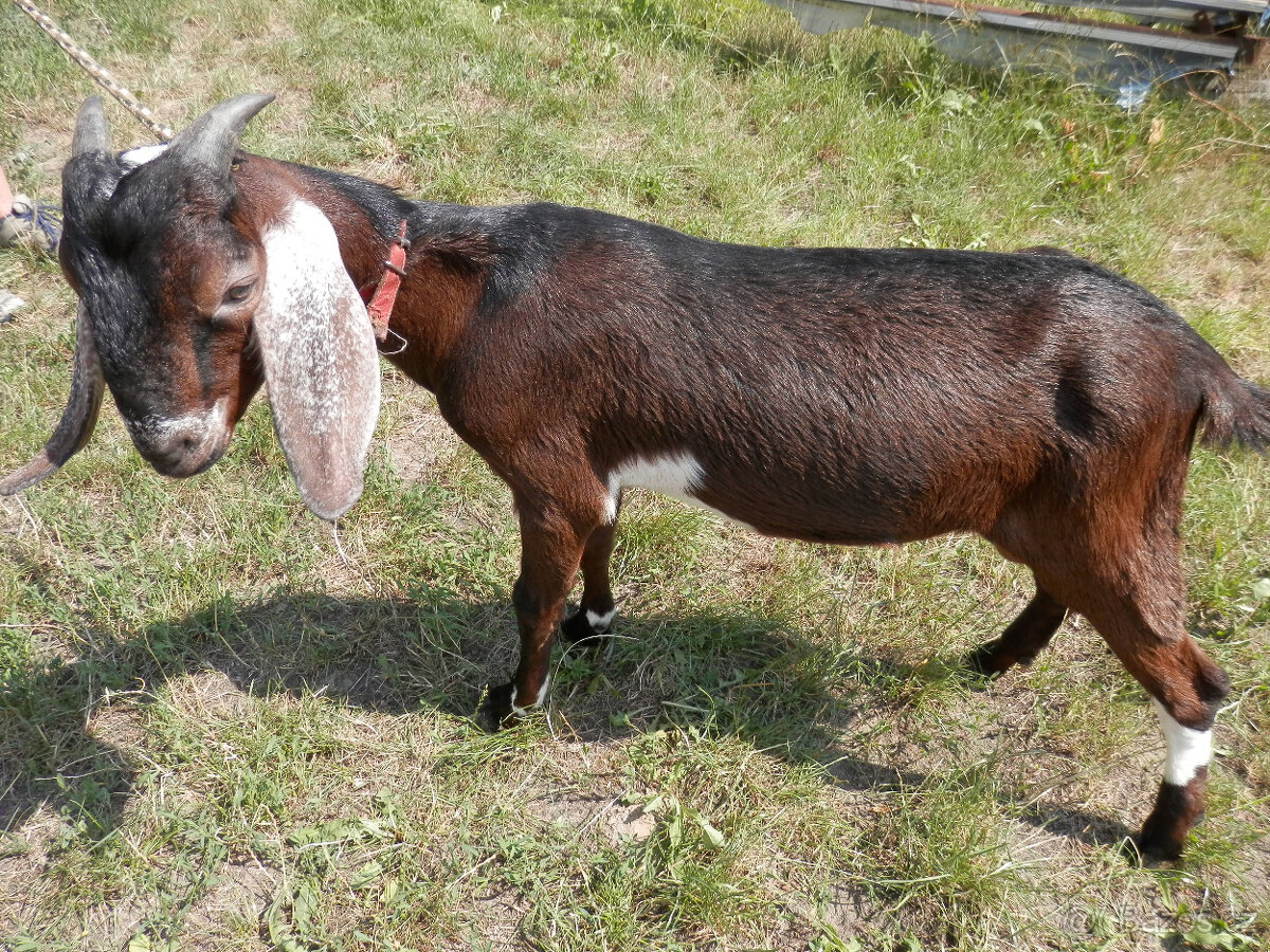 Anglonubijský kozlík - 2