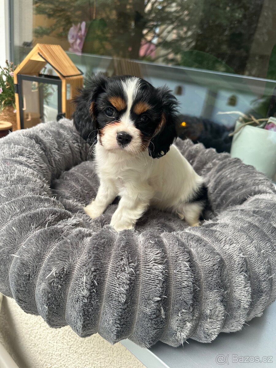 Kavalír King Charles Španěl - 2