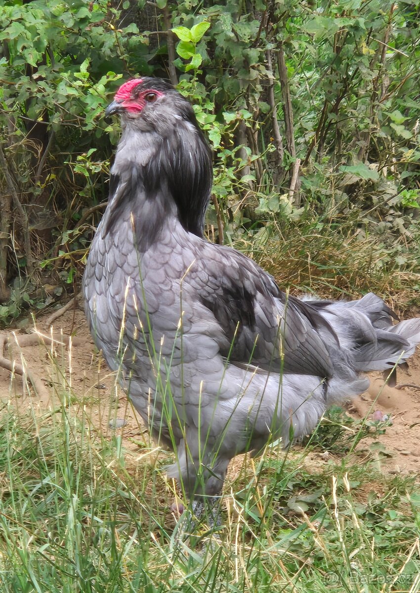 Kohouti ameraucana - 2
