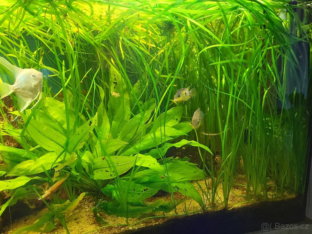 Rostliny do akvária Vallisneria - 2