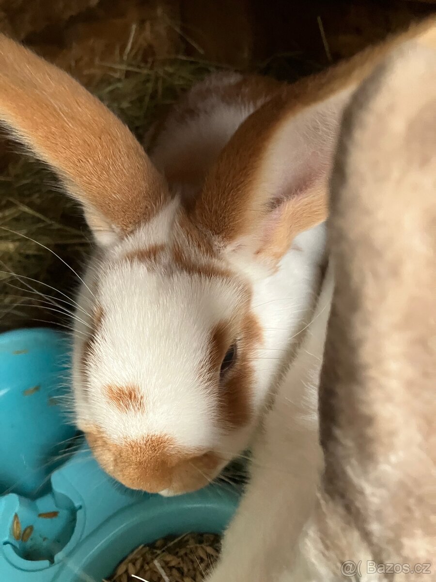 Králíci - 2