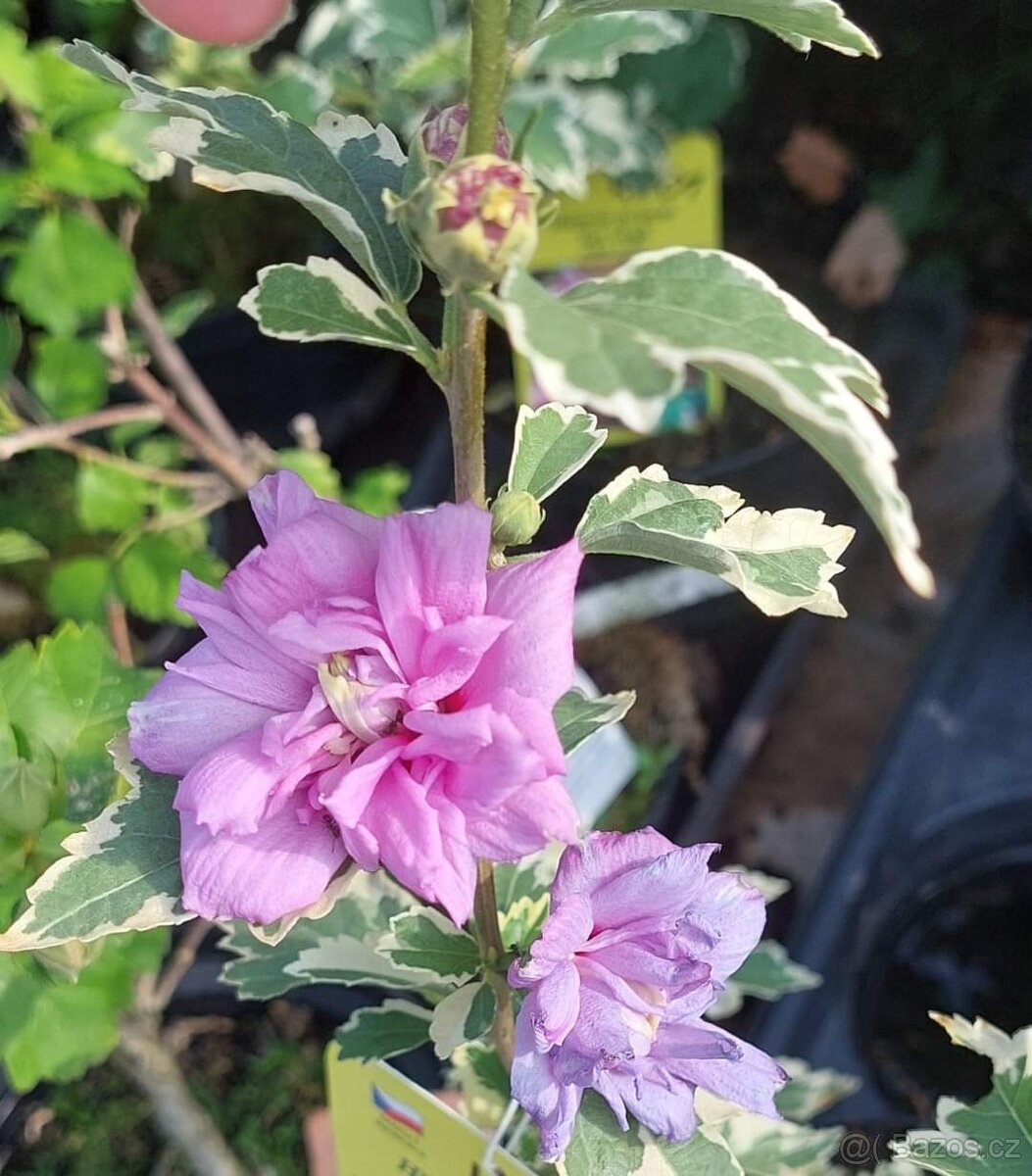 Ibišek syrský venkovní různé barvy - 2