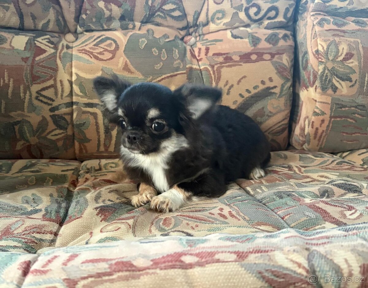 Čivava dlouhosrstá s PP- fenka - 2