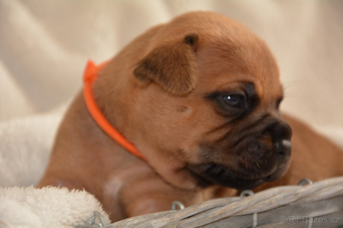 Stafordšírský bulterier - 2