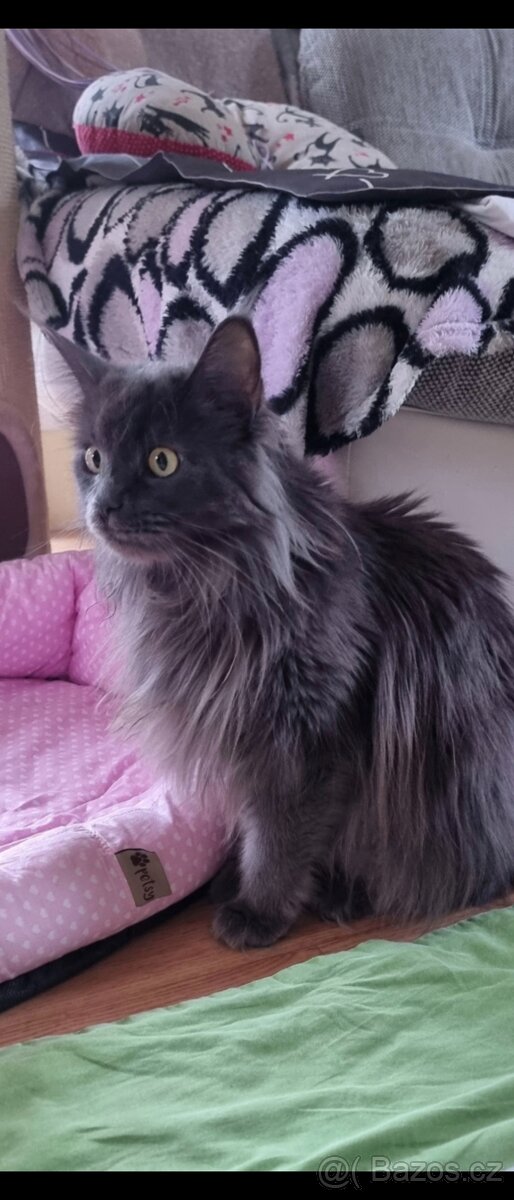 Mainská mývalí kočička - 2