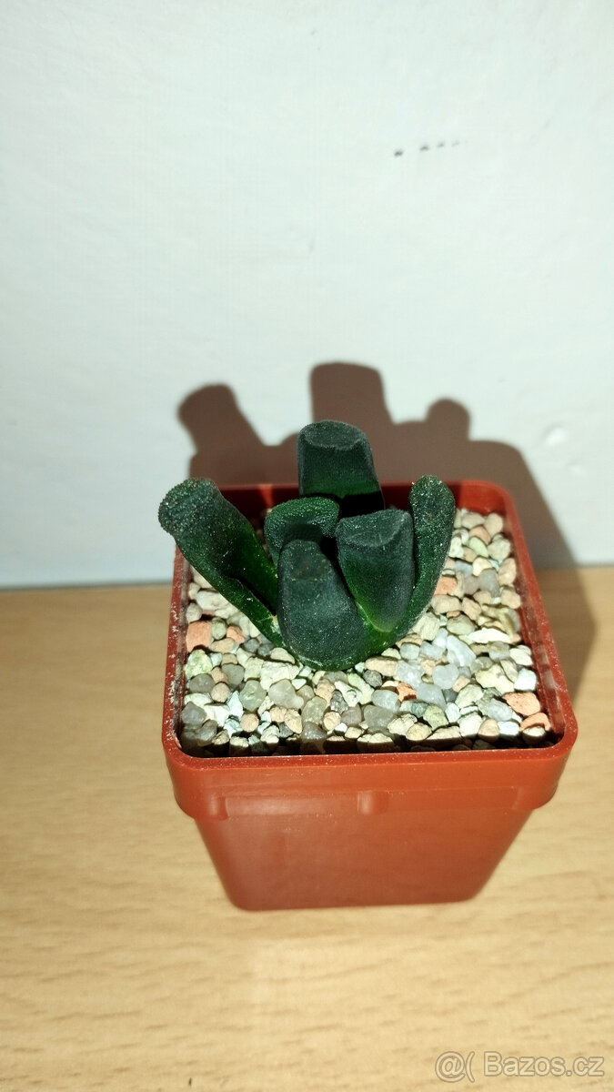 Haworthia Maughanii ( sukulent ) - 2
