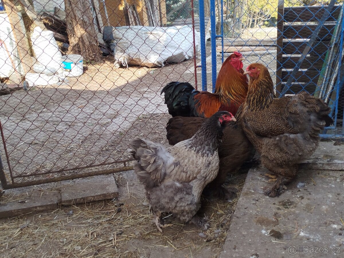 Brahmánka Velká koroptví - 2