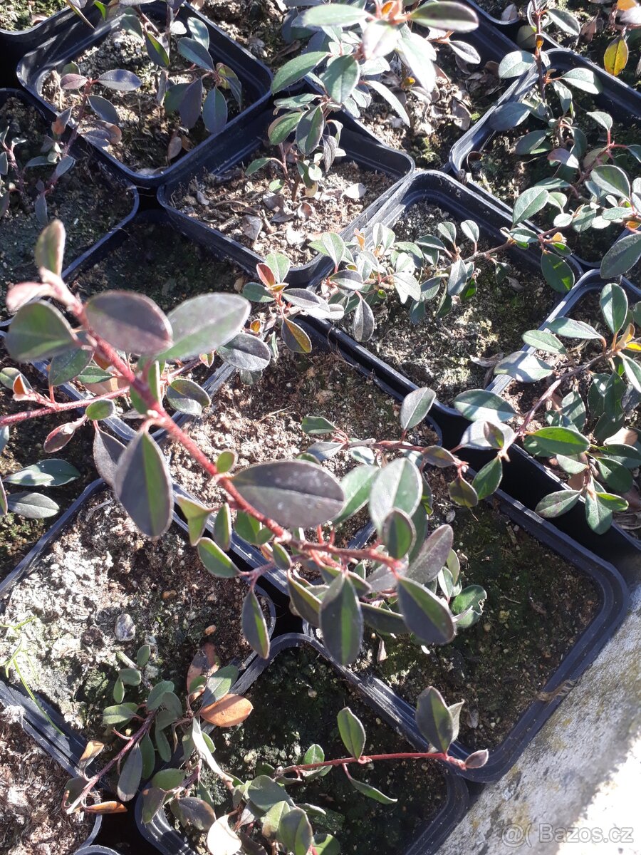 Cotoneaster damerii skalnik polehavy - 2