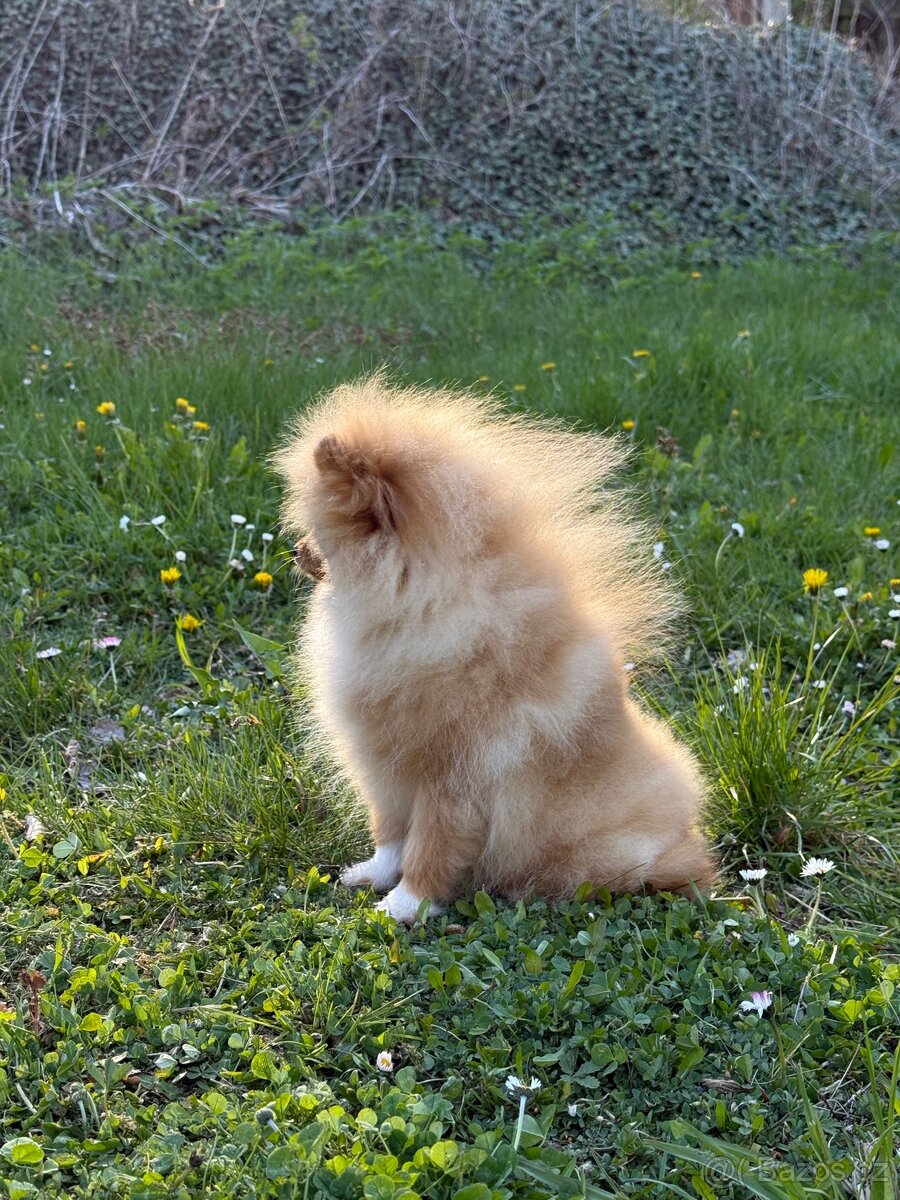 Pomeranian holčička - 2