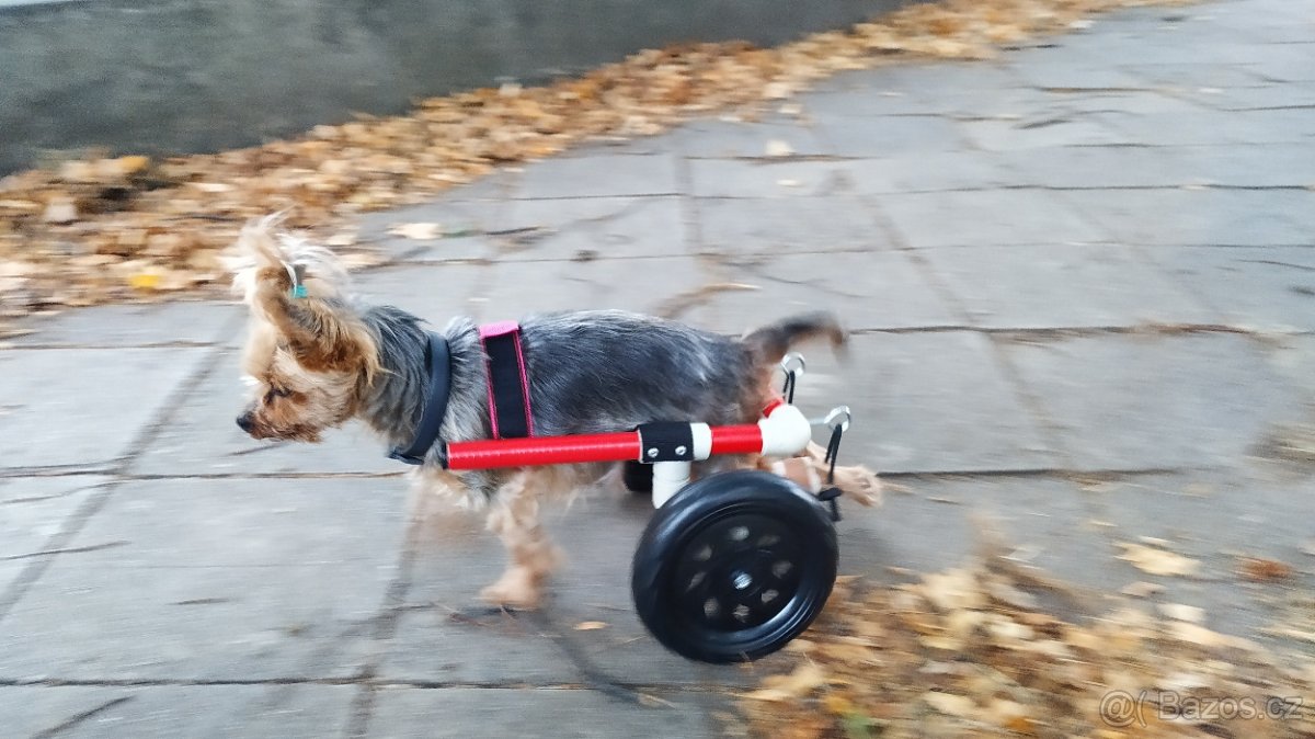 Invalidní vozíky pro pejsky - 2