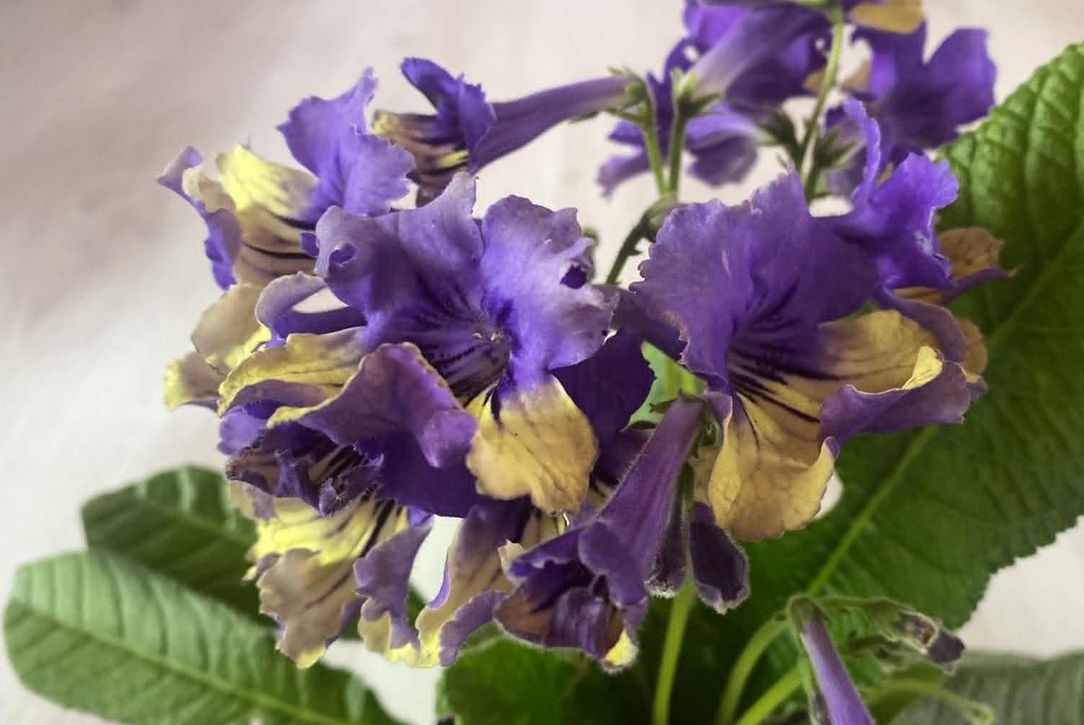 Streptocarpus - tořivka - 2