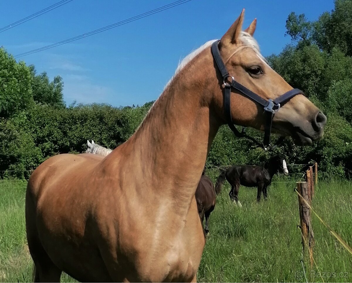 Welsh part bred, kobyla se hříbětem - 2