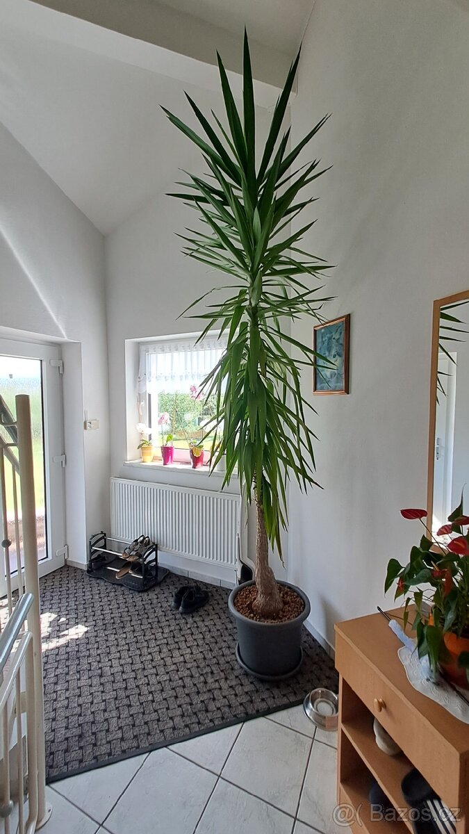 Prodám Yucca obrovská - 2