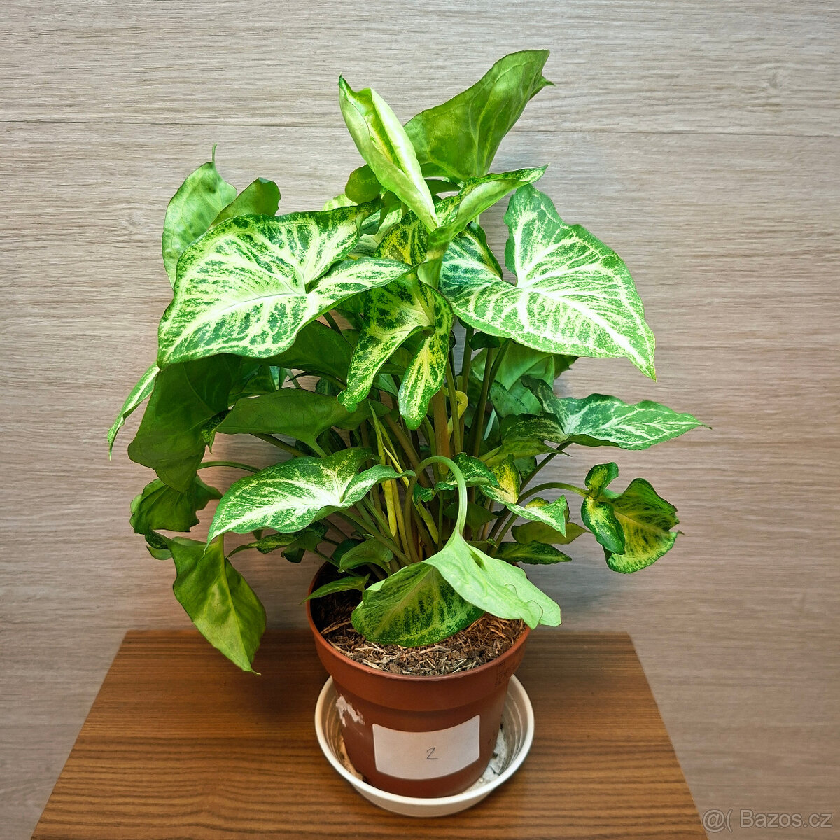 Syngonium Arrow - 2