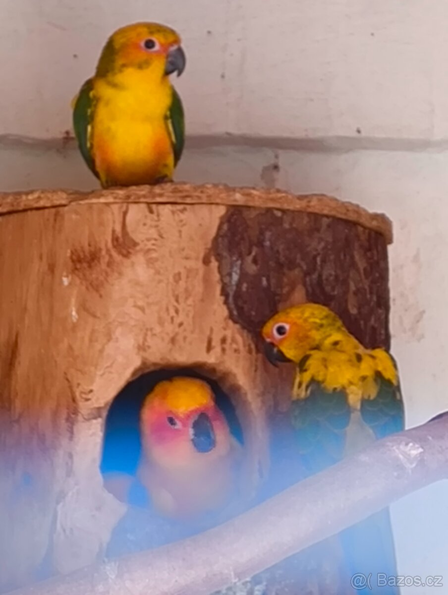 Prodám mláďata Aratinga sluneční - 2
