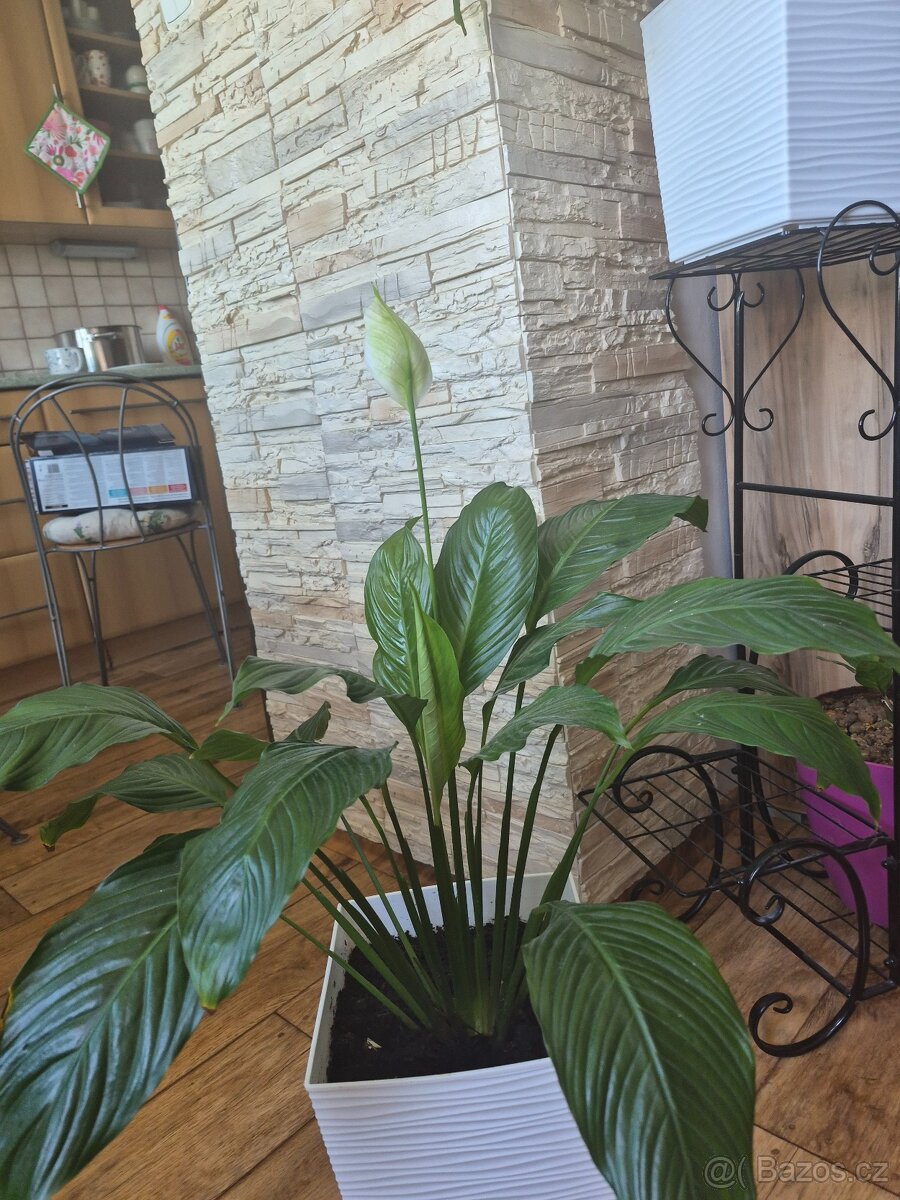 Lopatkovec (Spathiphyllum) - 2