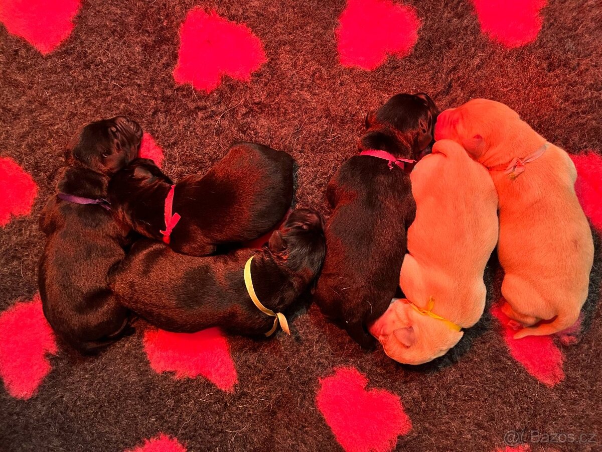 Labrador retriever - 2