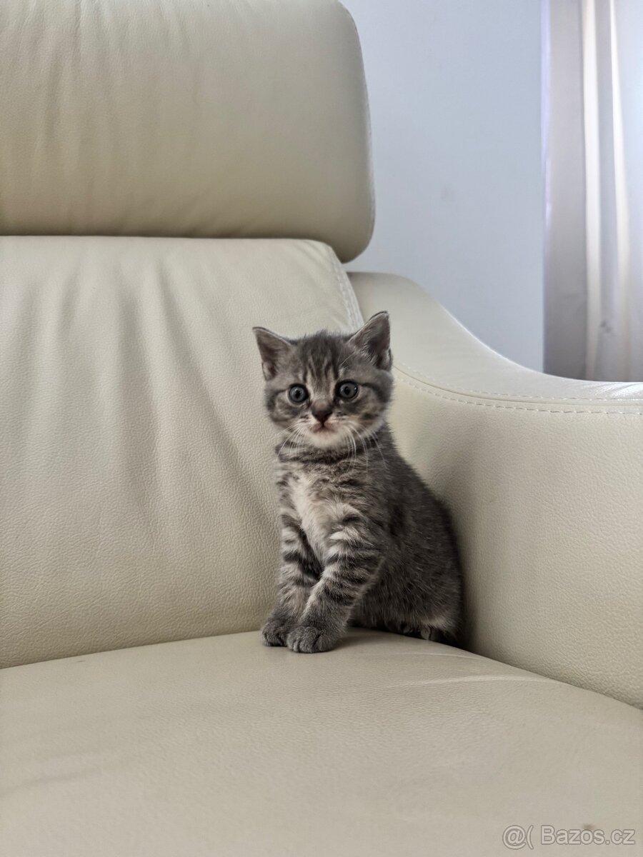 Na prodej 3 krásná koťátka – Britská modrá × Ragdoll - 2