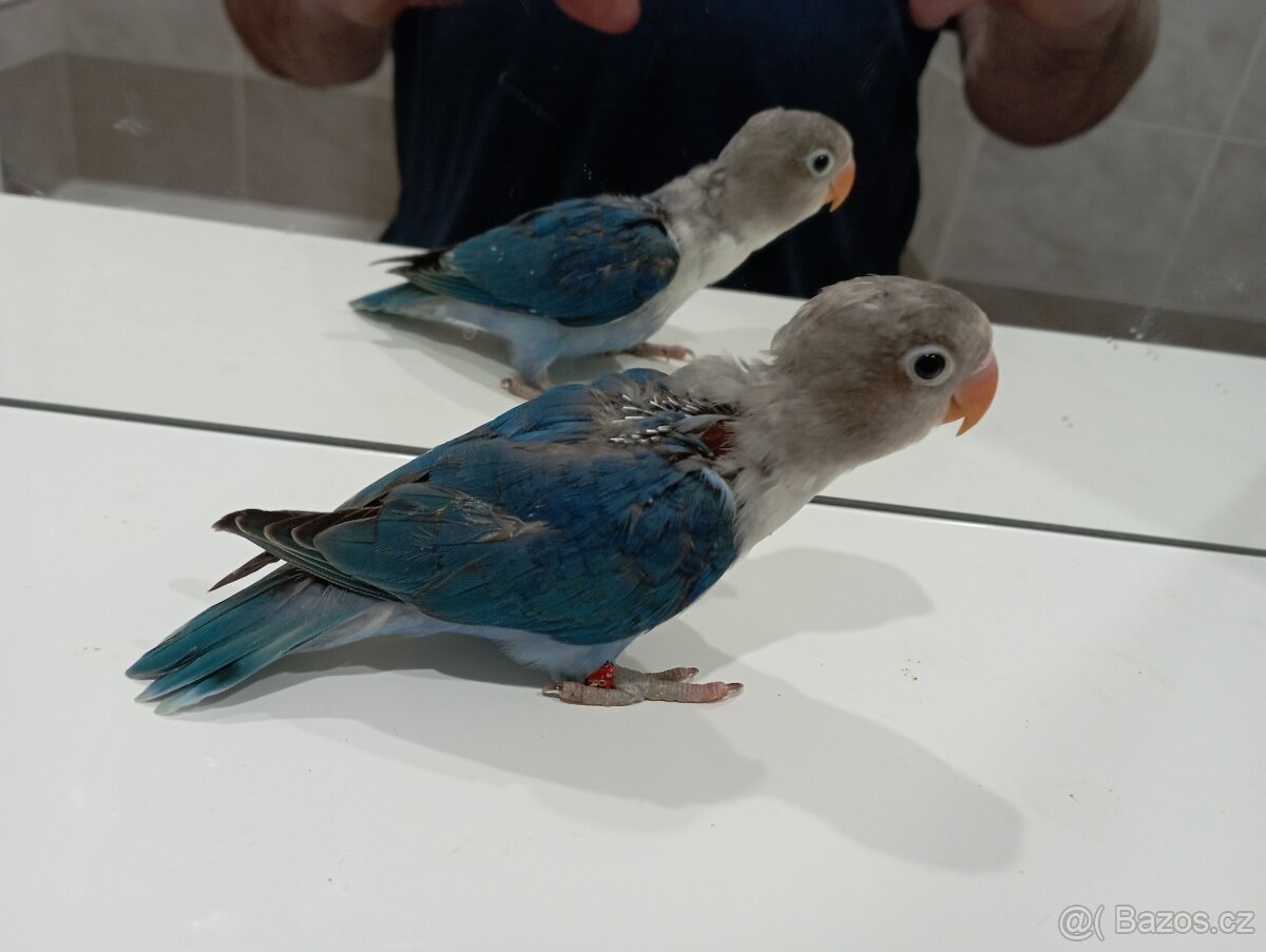 Agapornis Fisherův ručně dokrmené Brno - 2