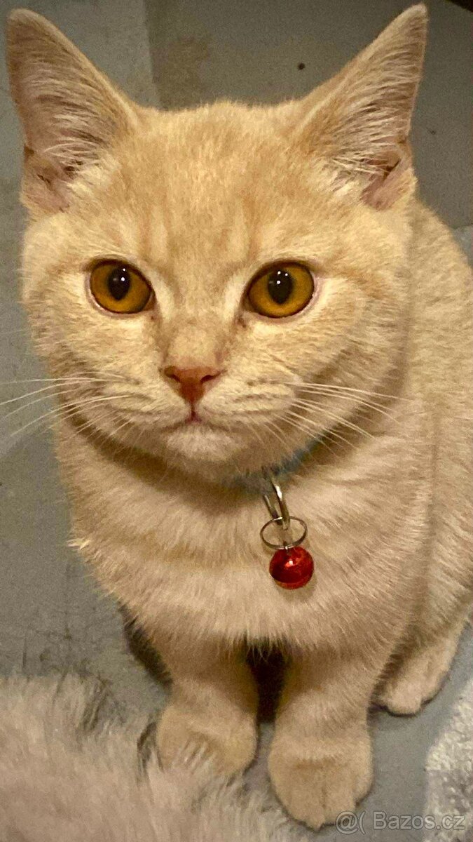 Křížená britská kočka - 2