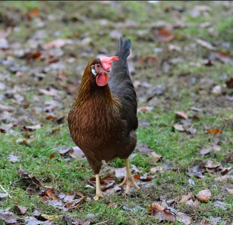 Slepice vlaška koroptví - 2