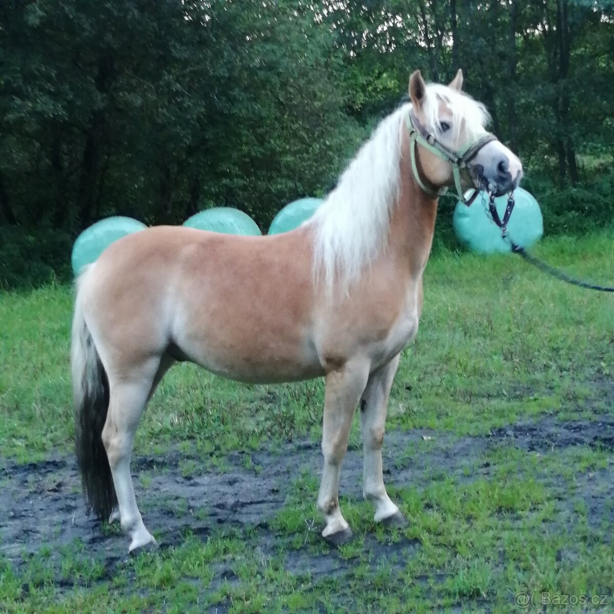 Hafling, valach nar. 2023 - 2