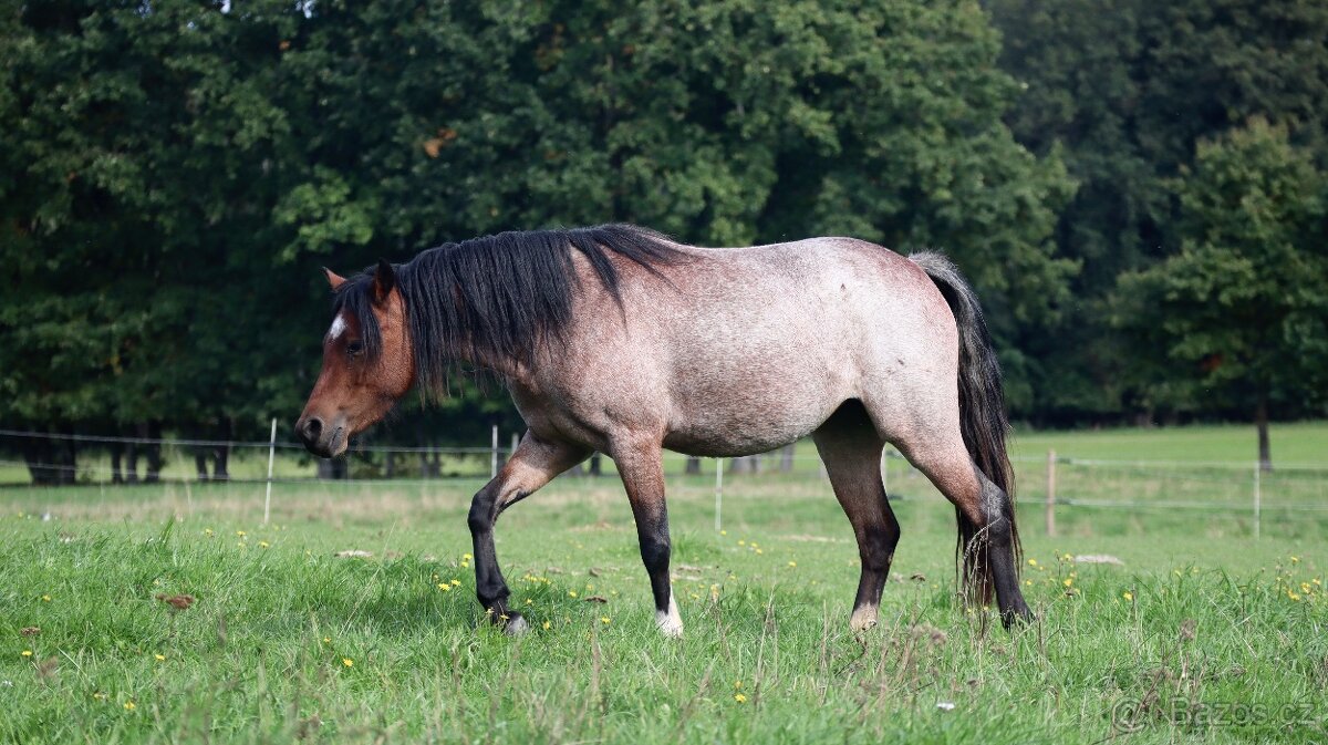 Welsh kobylka sekce B - 2