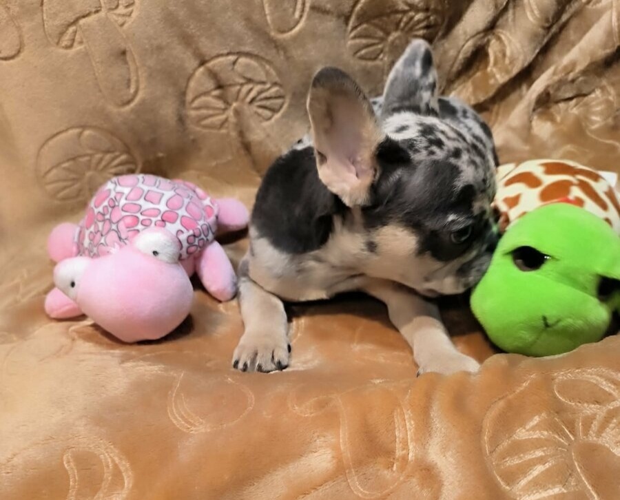 Francouzský buldoček - 2