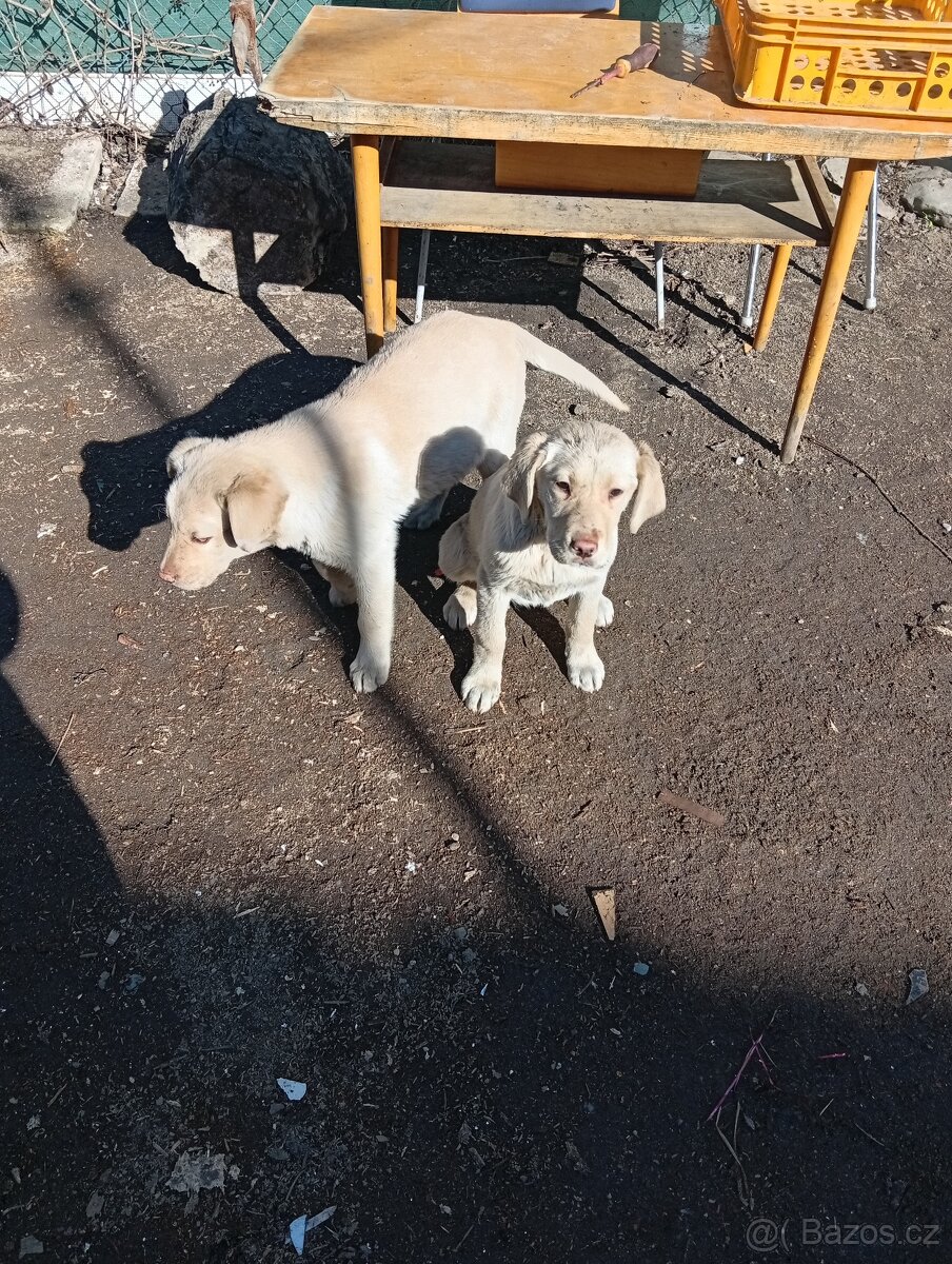 labradorský retrívr - 2