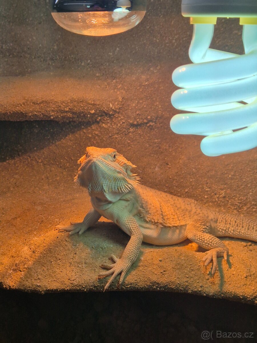Agamy s teráriem - 2
