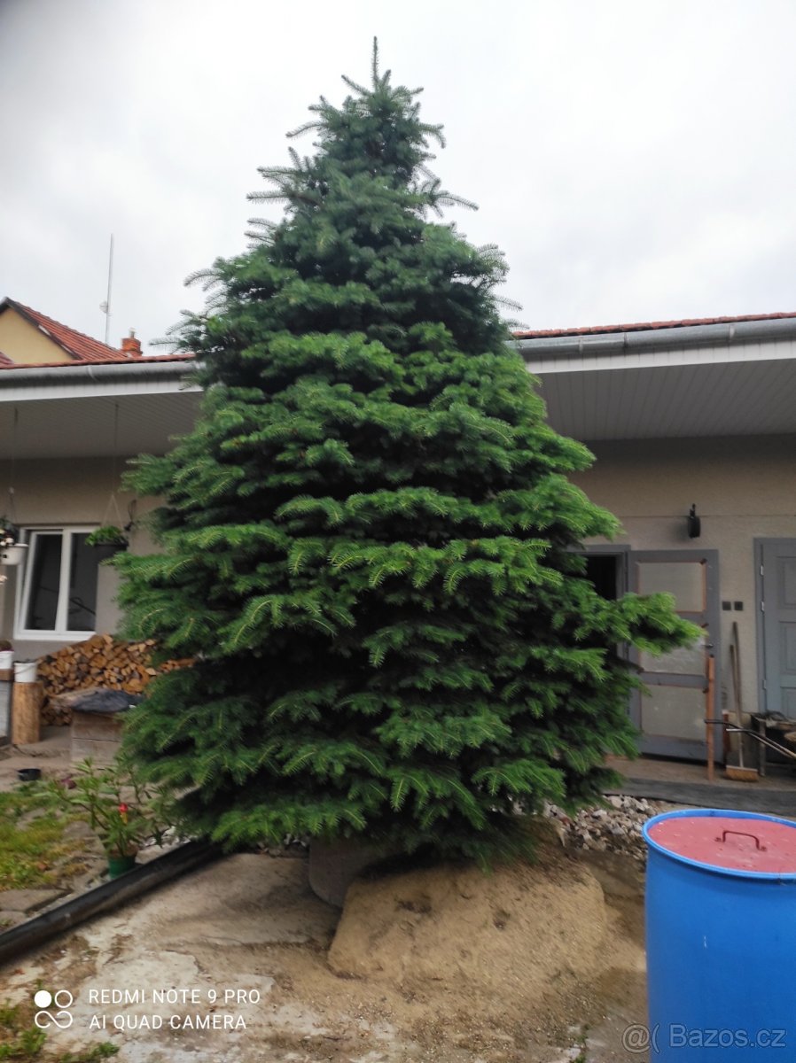 Smrk velka bonsai - 2