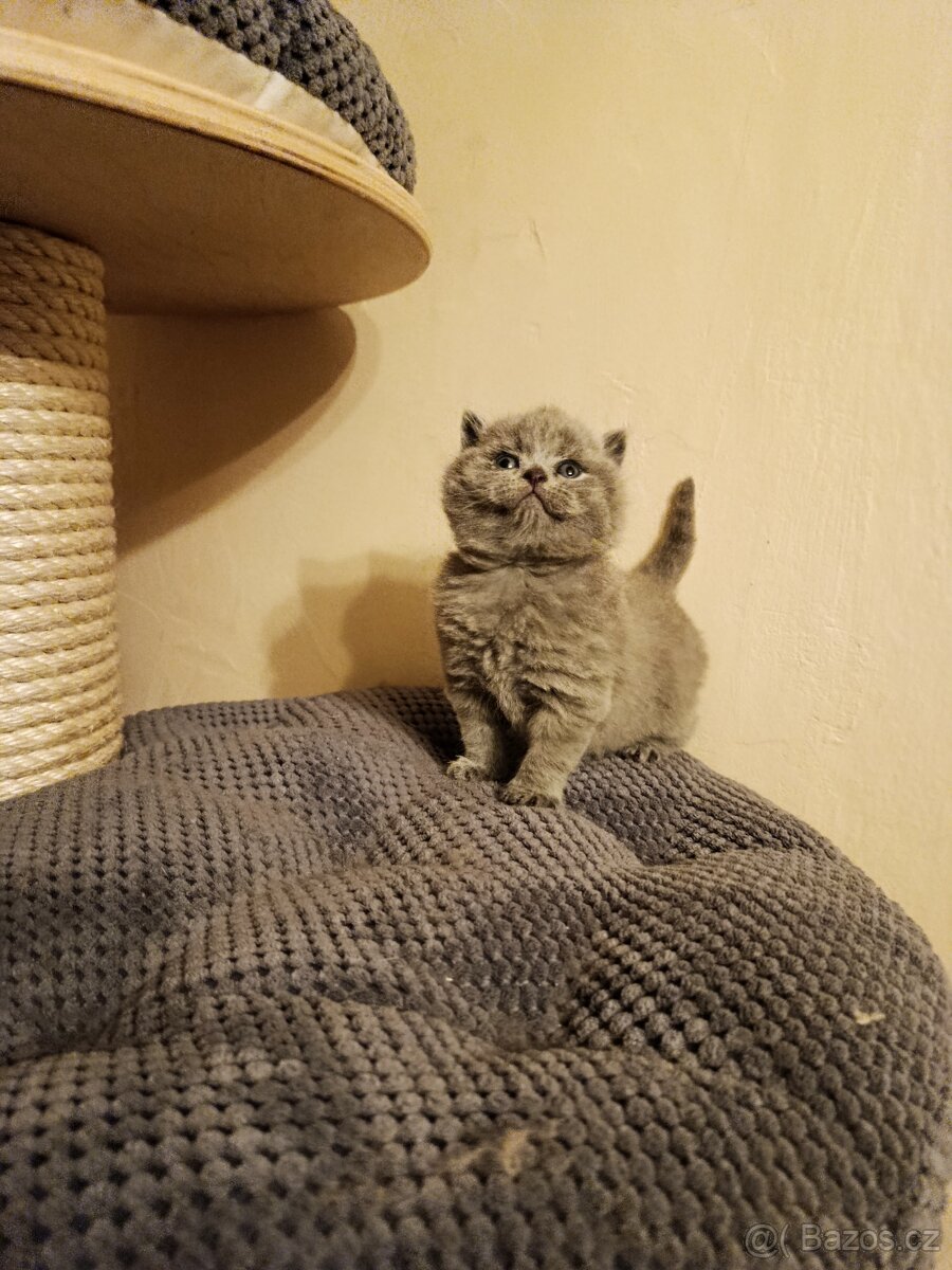 Britská krátkosrstá modrá s PP - 2