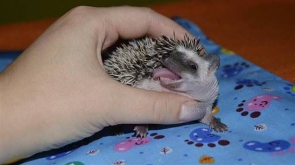 Ježek Bělobřichy - 2