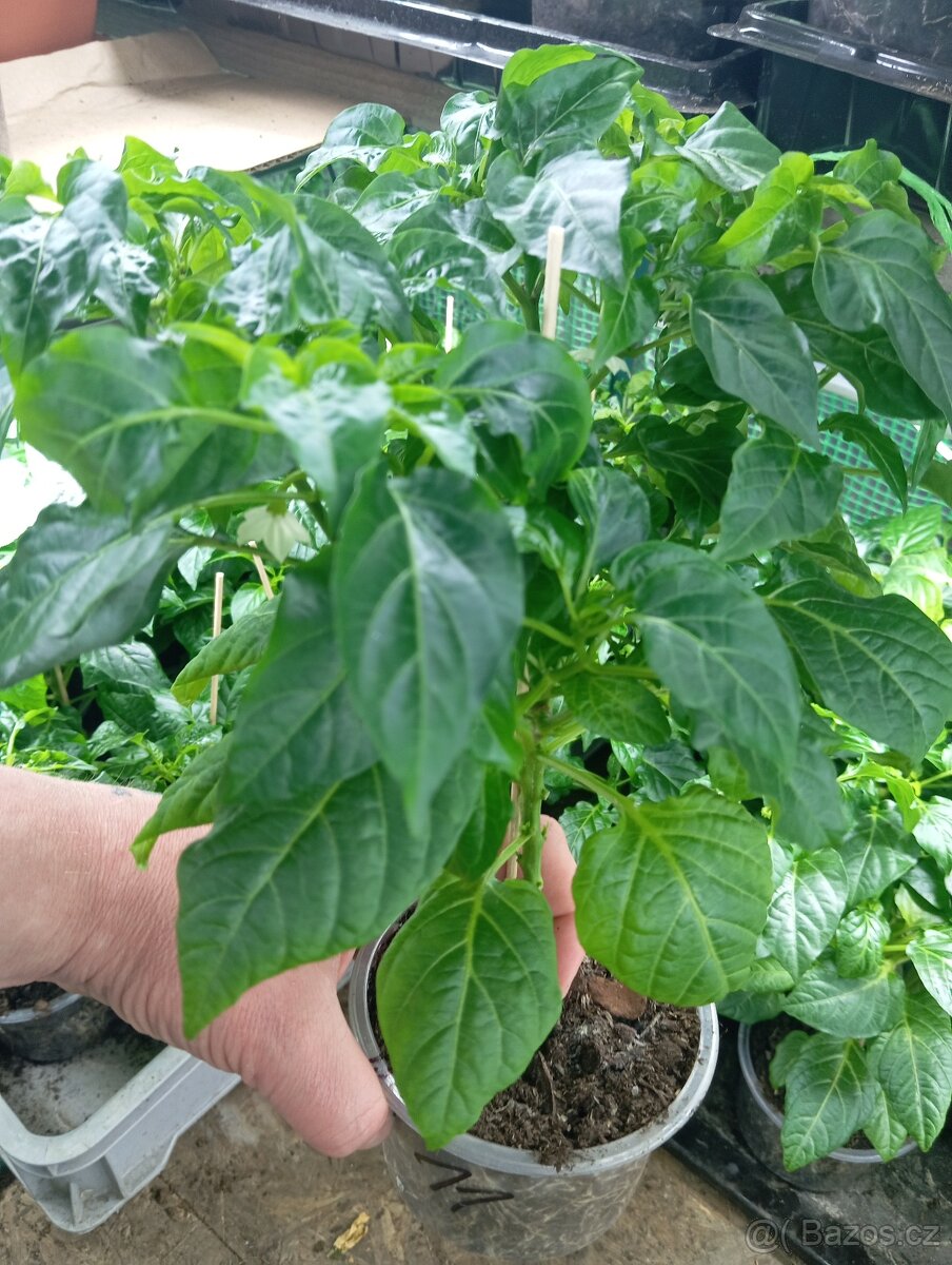 Chilli sazenice Plzeň - 2