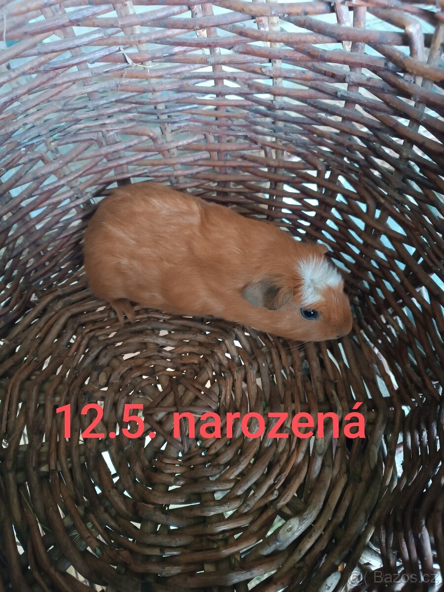 Cuy morče - 2