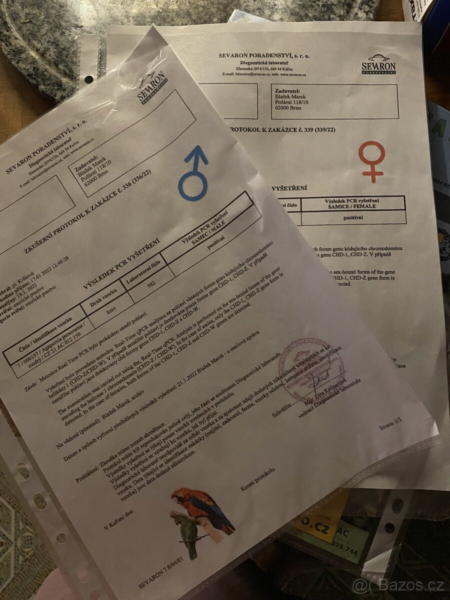 prodám páreček Agapornis - 2