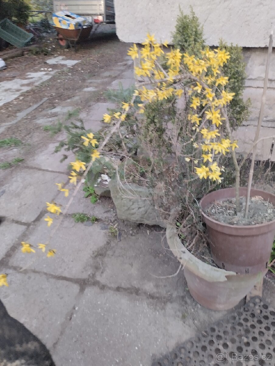 Forsytie nana - 2