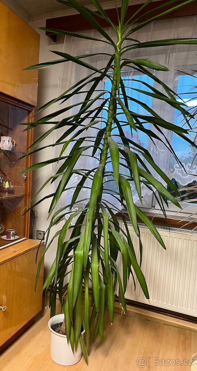 Jaká obrovská Yucca elephantipes - 2