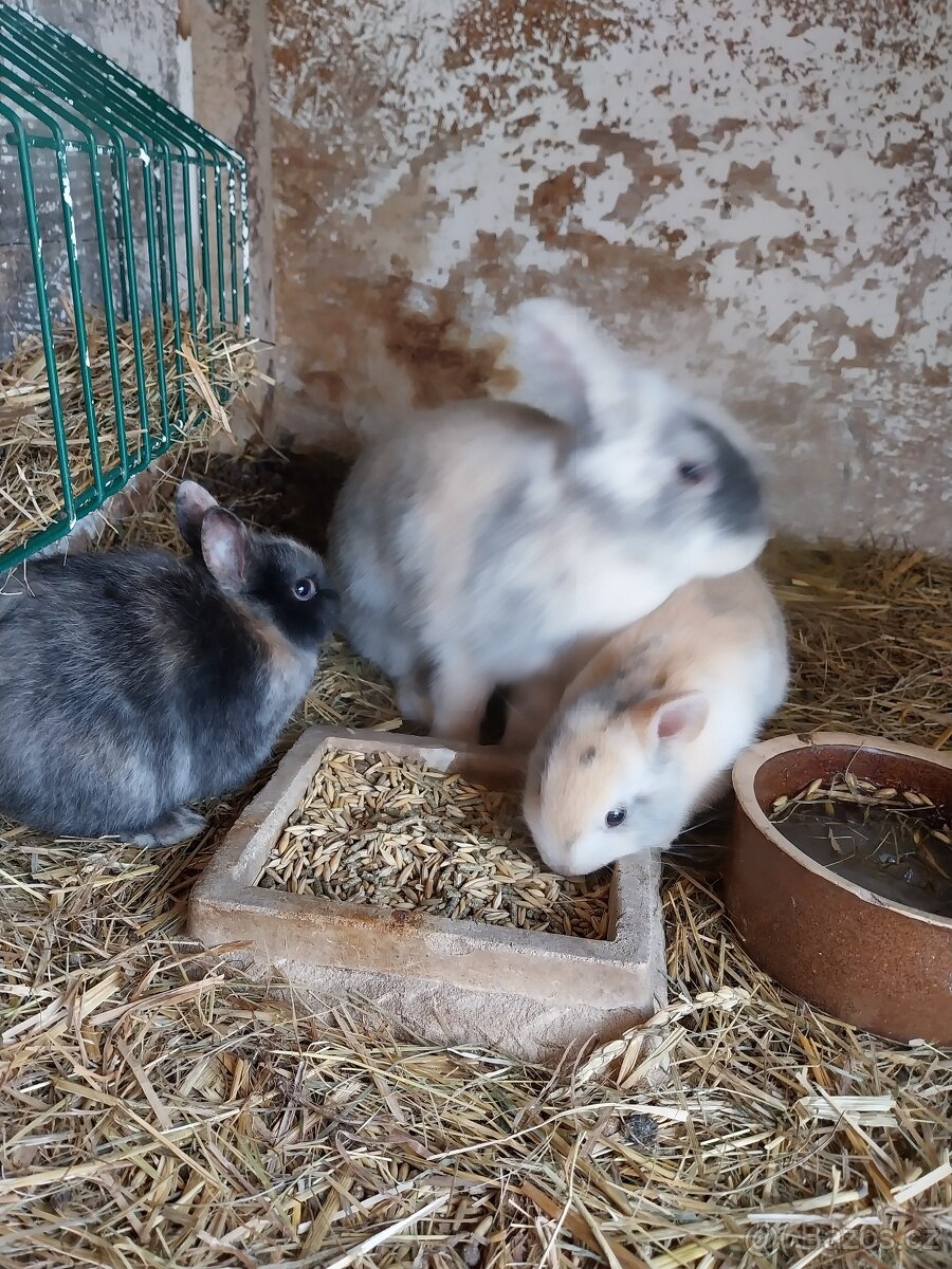 Zákrslí králičci. - 2