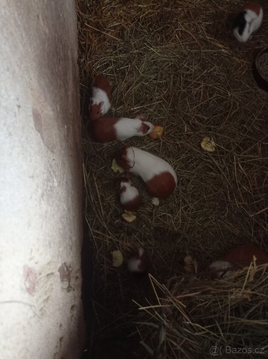 Prodám morče morčata - 2