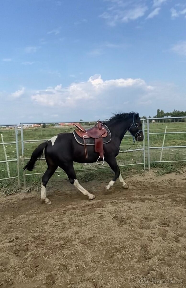 Predam krasneho valacha - 2