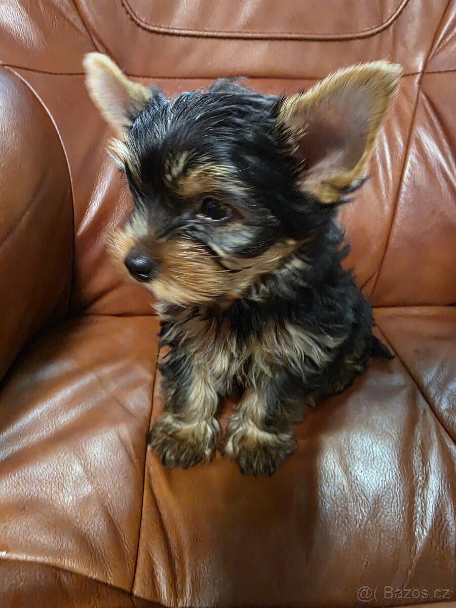 Jorkšířský teriér s PP - 2