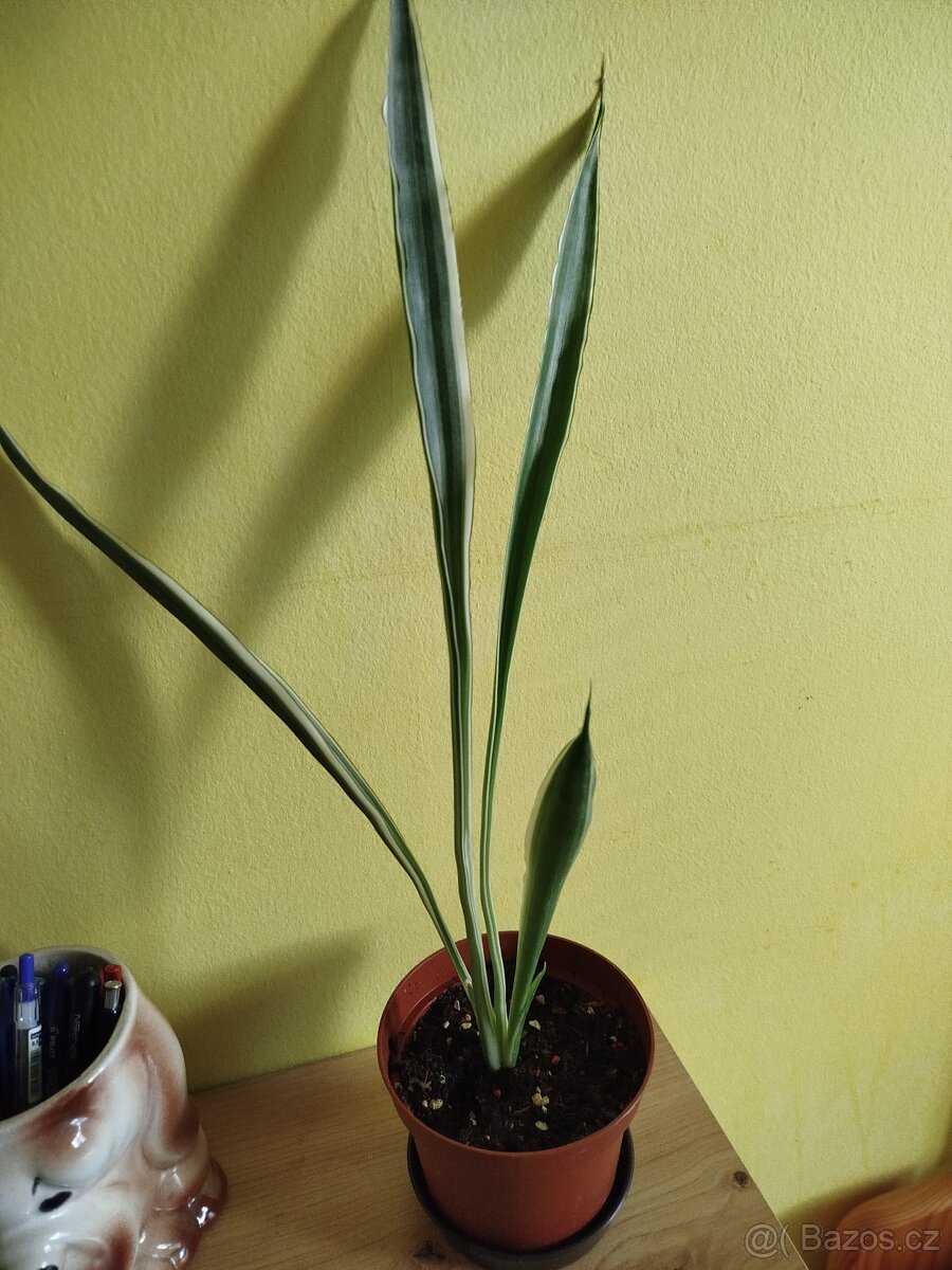 Sansevieria aubrytniana "silver Metallica" - 2
