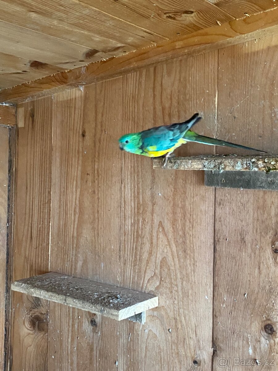 Papoušek zpěvavý - 2