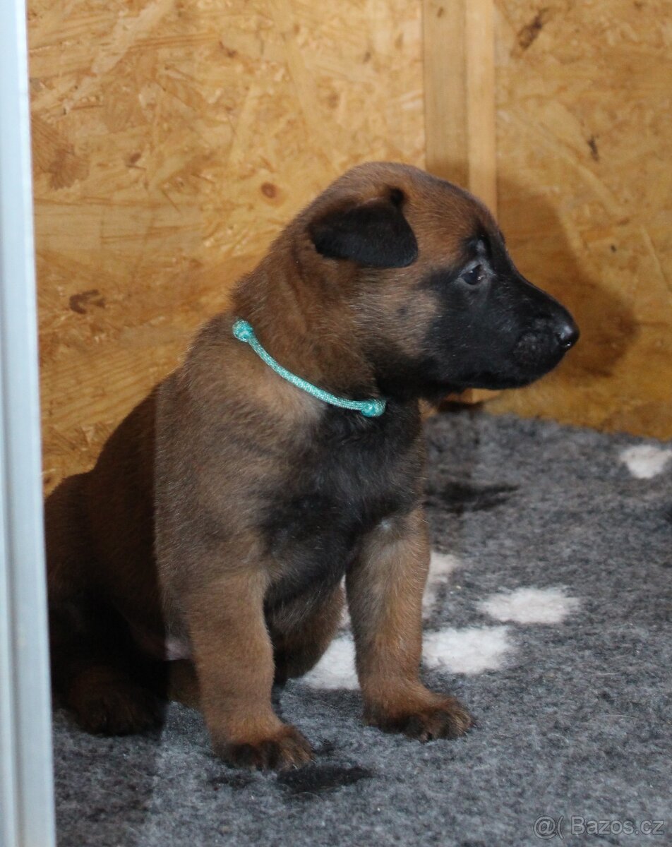 Belgický ovčák malinois s PP - 2