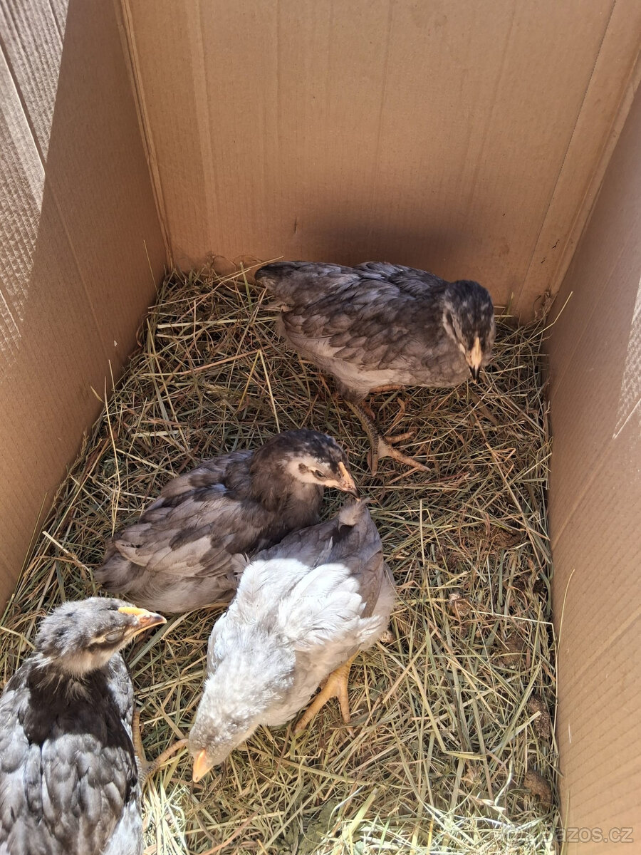 prodám kuřata-slepičky - 2