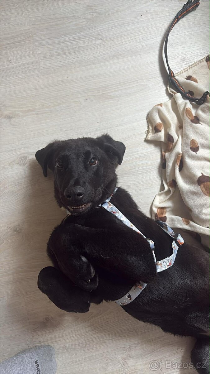 Daruji štěně - 2