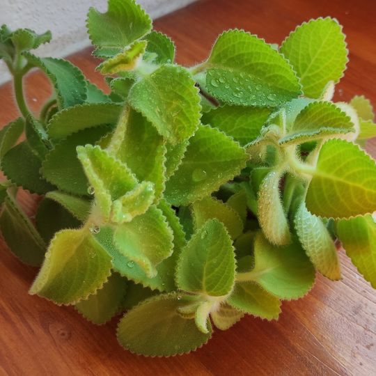 Fialový Štavel / Rýmovnik - 2